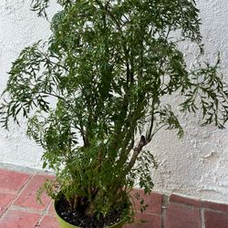 Ming Aralia plant 