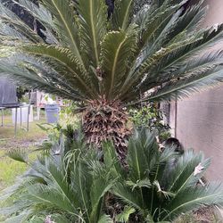 2 Large Sago Palm Tree Plants $50 Each With Off Spring Read Notes