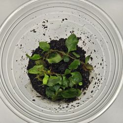Microgramma Heterophylla