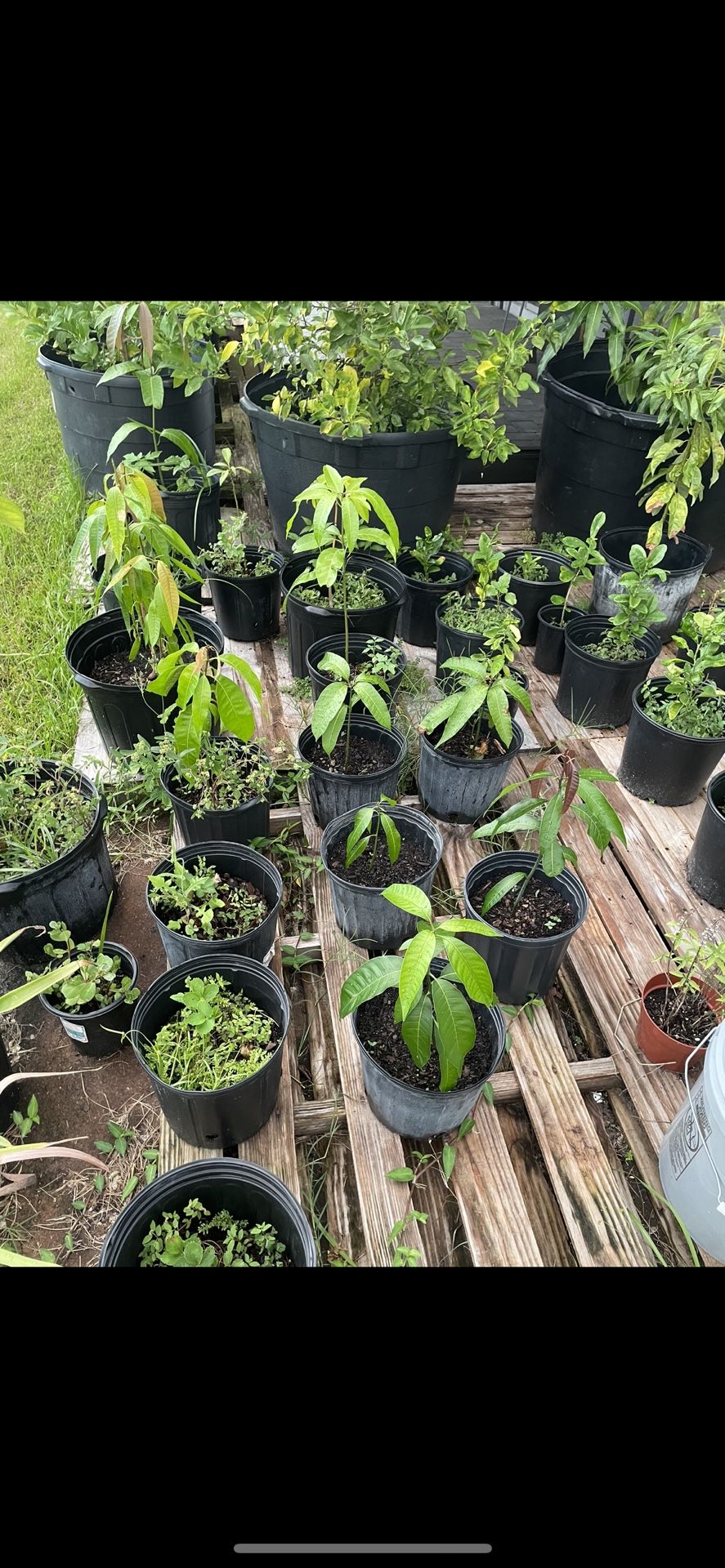 Mango. Lemon. Avocado. $10 Each!!!