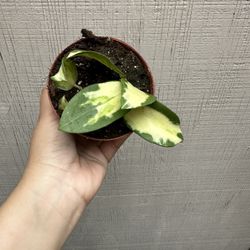 4” variegated hoya acuta 