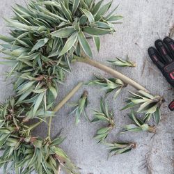 Agave 
