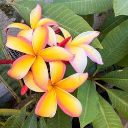 Plumeria Cuttings