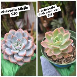 Korean Succulents 