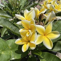 Potted Plumerias- Exotics