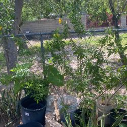 Esperazas $15.00 Cada Una 