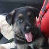 Kito