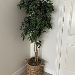 Fake Plant 6 Feet tall