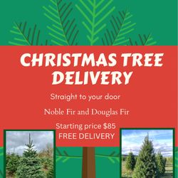 Christmas Tree Delivery 