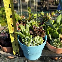 Succulent Plants 
