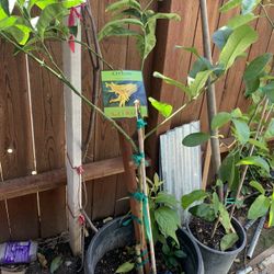 Planta De Limon Mano De Buda