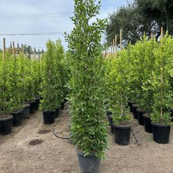 Ficus Nitida Privacy Hedge