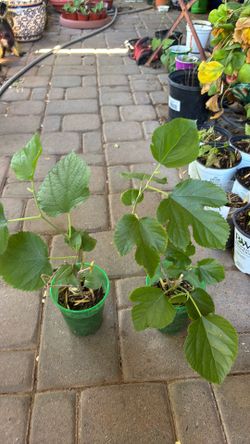 Mulberry Pakistan tree