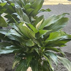 6” Pot Peace Lily Indoor/shade Plants $25 Each