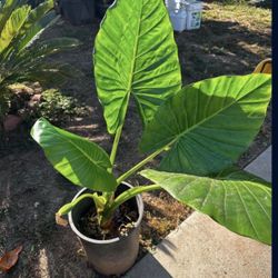 Alocasia Elephant Ear Plant 