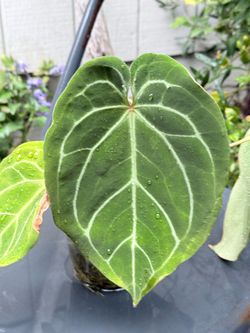 Anthurium Dorayaki x KOS