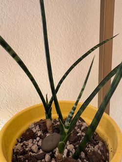 Fernwood Snakes Plants (2)