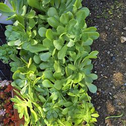 Different large pots