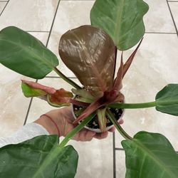 Philodendron Yellow Flame