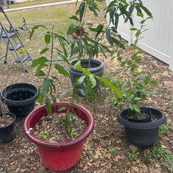 2 Mango 1 One Orange 🍊 $100