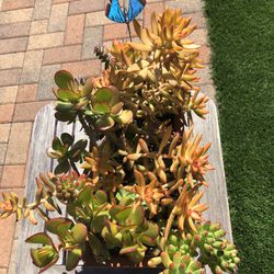 A Variety Of Succulent Plants In A Rectangle Terracotta Pot  THINK MOTHER’S DAY!