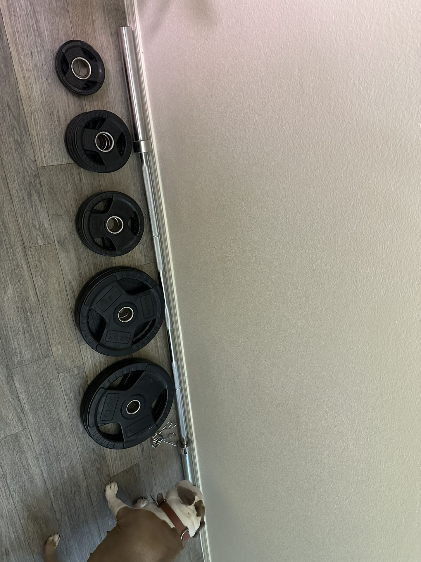 Olympic weights and Olympic bench