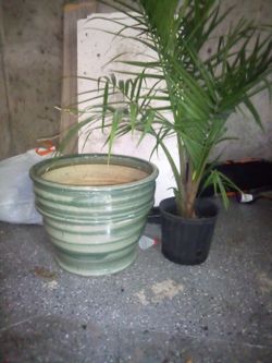 XX LARGE CERAMIC POT AND MAJISTY PALM BUY BOTH OR NOT UP TO U