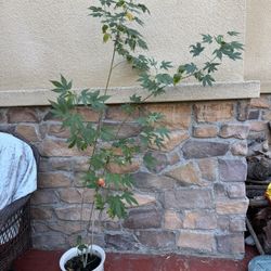Chinese Lantern Plant