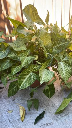 Arrowhead plant
