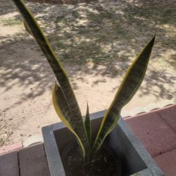 Snake Plant Only The Plant  Was $12. Reduced To $10 In Donna 