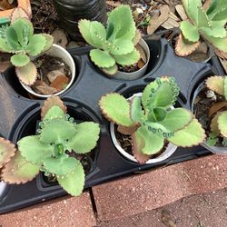 Mother Of thousands Plant 2 For $5 