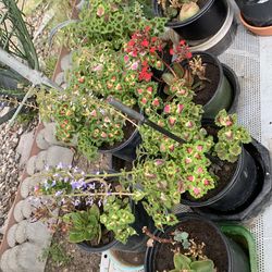 Beautiful plants. $10 each