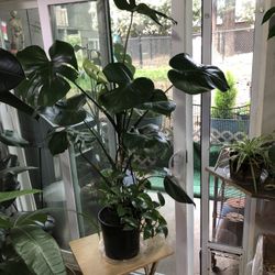 Monstera Plant 🪴 And There Are Pothos In Pots Growing Up The Stock Of It 