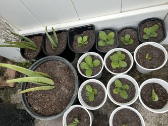 Plants For Sale 