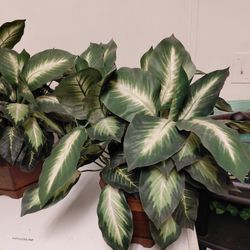  three nearly natural plants