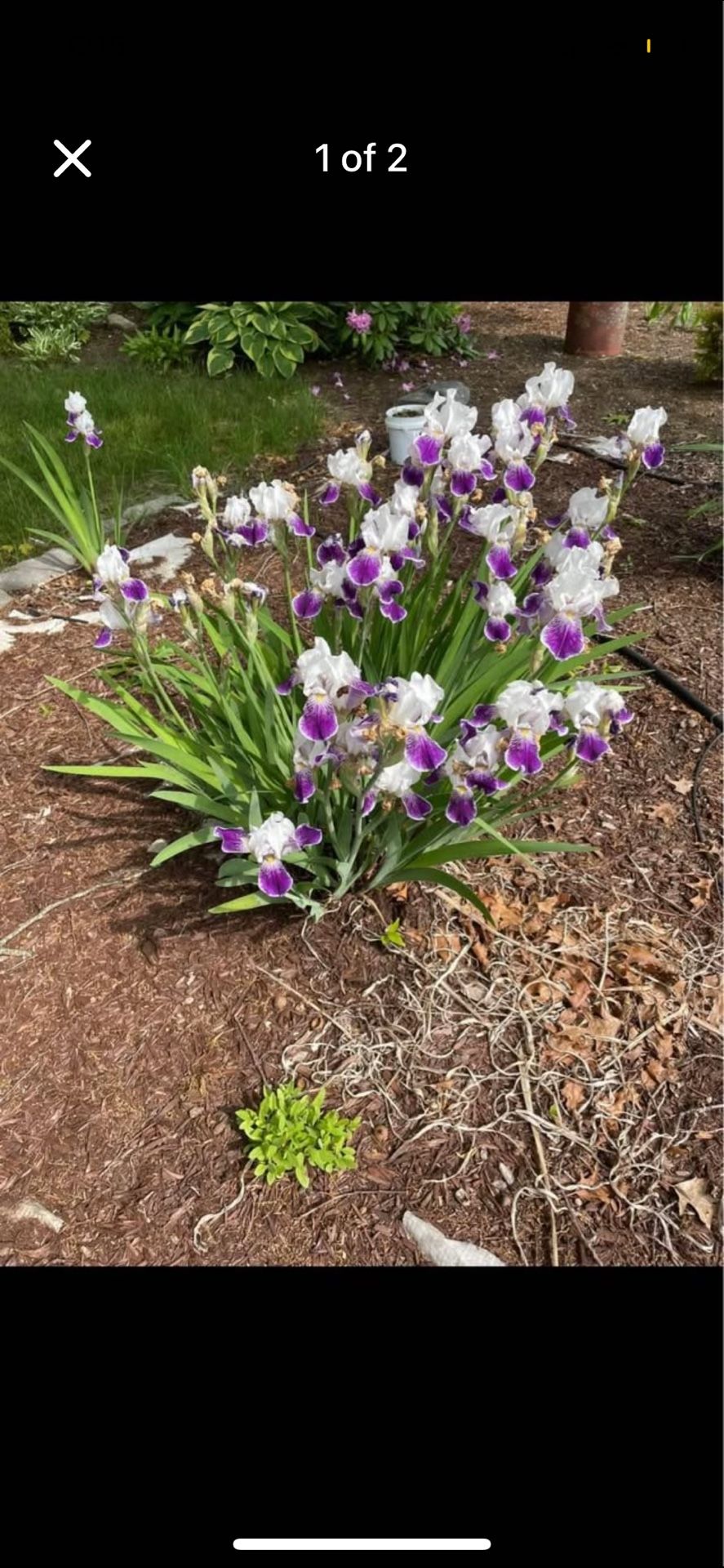 Iris Plant White And Purple
