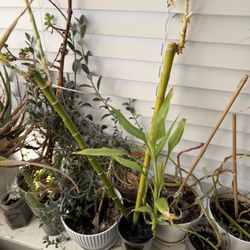 Plants SALE OBO