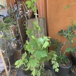 Green Seedless Grape