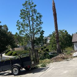 Palms And Trees Trimming