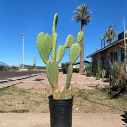 Prickly Pear Cactus Plant (Nopal)