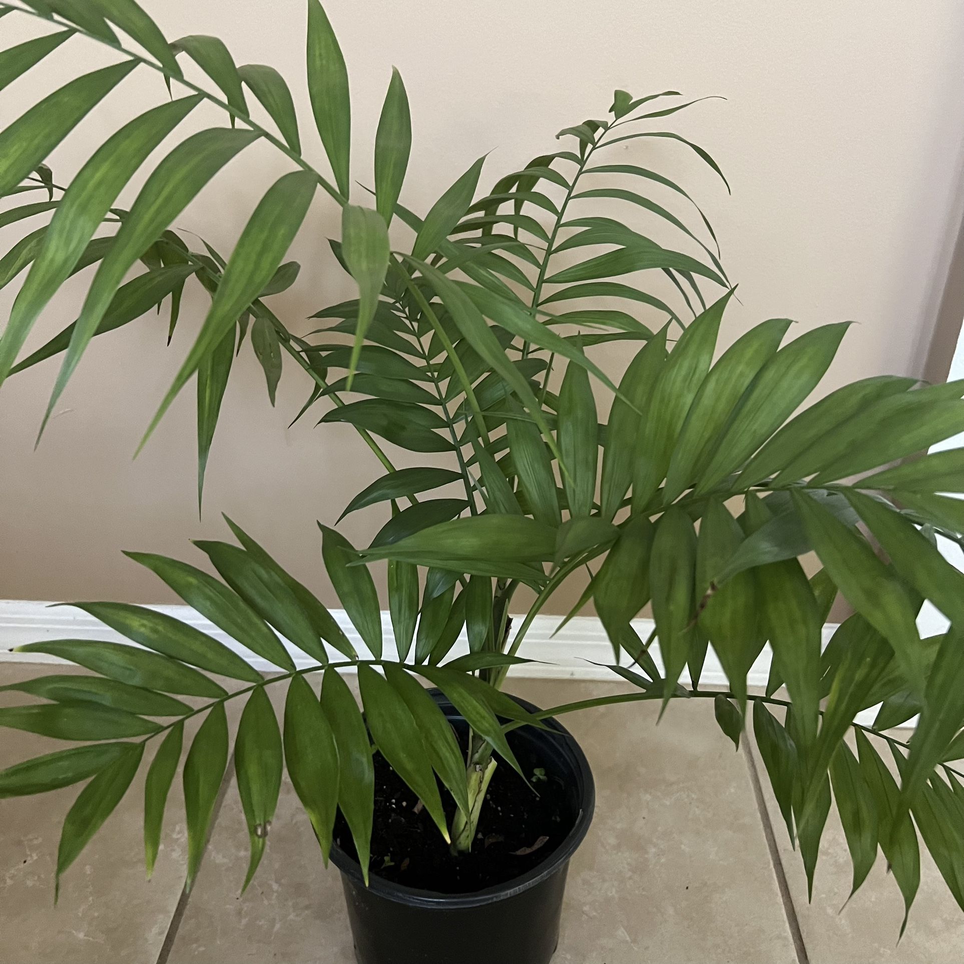 Live Pet Friendly Neanthe Bella Palm 🪴