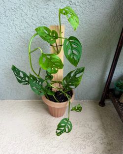 Monstera  Adansonii plant