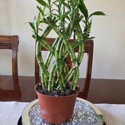 🎋Lucky Bamboo in Soil🎋