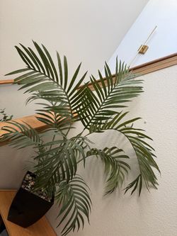 Indoor Palm Plant in Black Pot