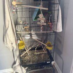 Bird Cage 