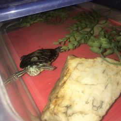 selling this turtle lmk