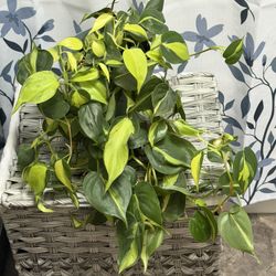 Philodendron Brazil 