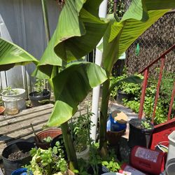 Live Banana Tree Plant.