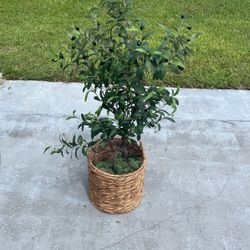 Artificial Olive Tree With Wicker Basket