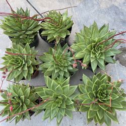 Beautiful Succulent Plants(Echiveria Agaroides )